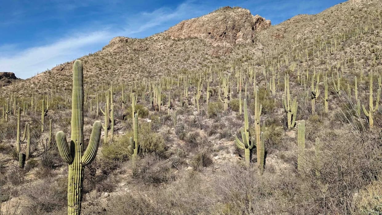 Scientists “Listen” to Saguaros — Seismology Reveals Cactus Health Without Cutting