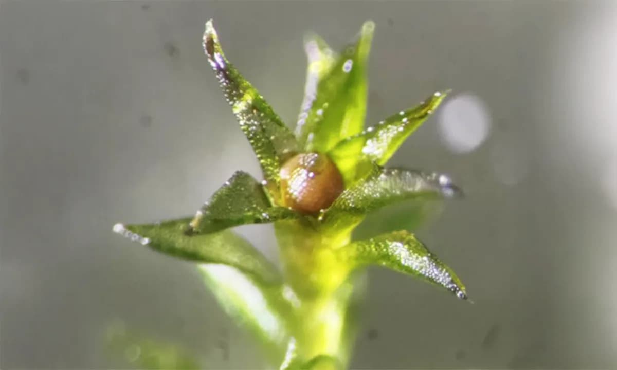 Moss Spores Survive Nine Months on the ISS — Data Suggest They Could Last Years in Space