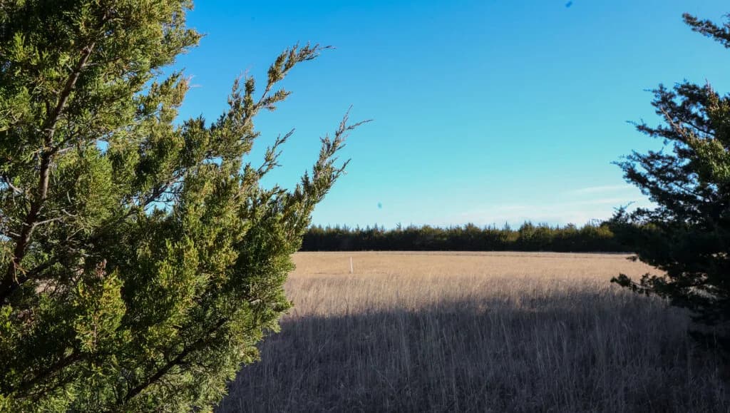 Kansas Grasslands Under Siege: Ranchers Turn to Fire and Regenerative Grazing to Fight Cedar Invasion