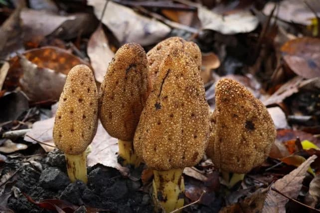 Parasitic 'Mushroom' Plant Abandoned Photosynthesis — And Is Thriving