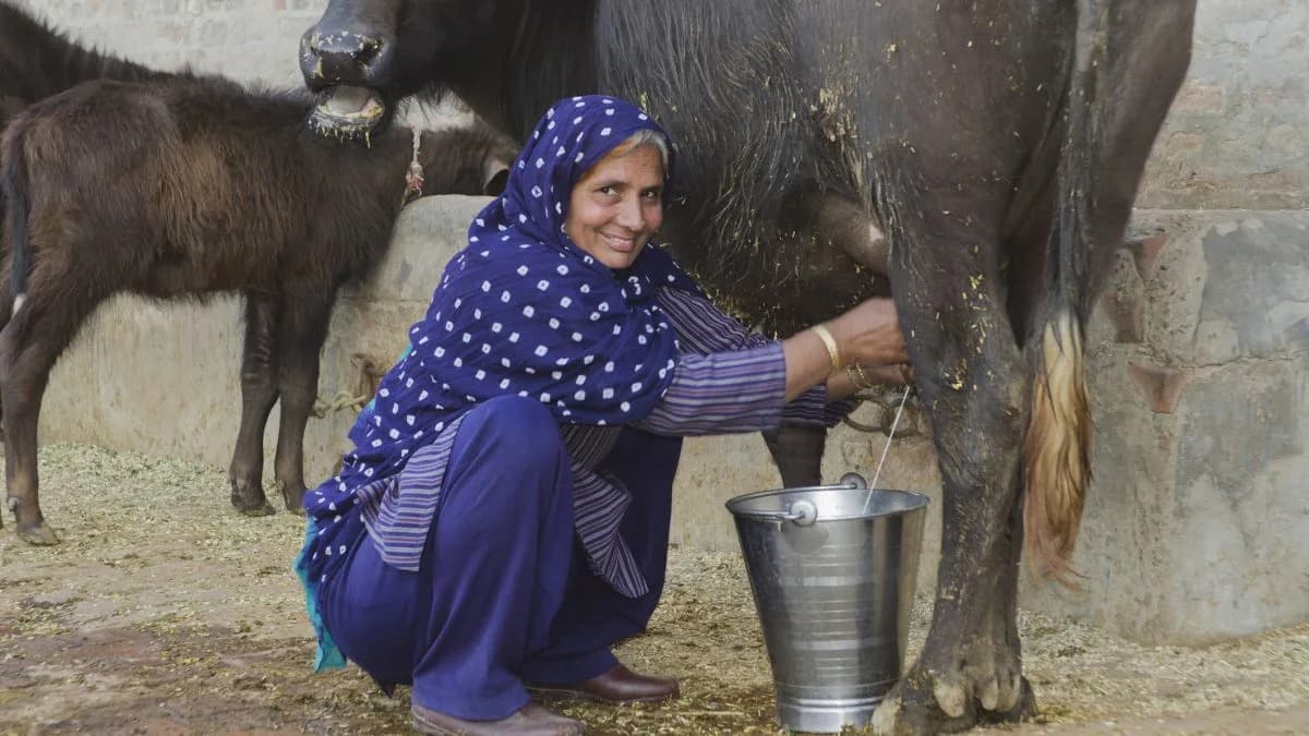 Why Widespread Lactose Intolerance in South Asia Sheds Light on the Evolution of Milk Drinking