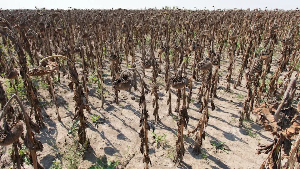 Sunflower Seed Harvests Plummet in Balochistan as Drought and Heat Bite