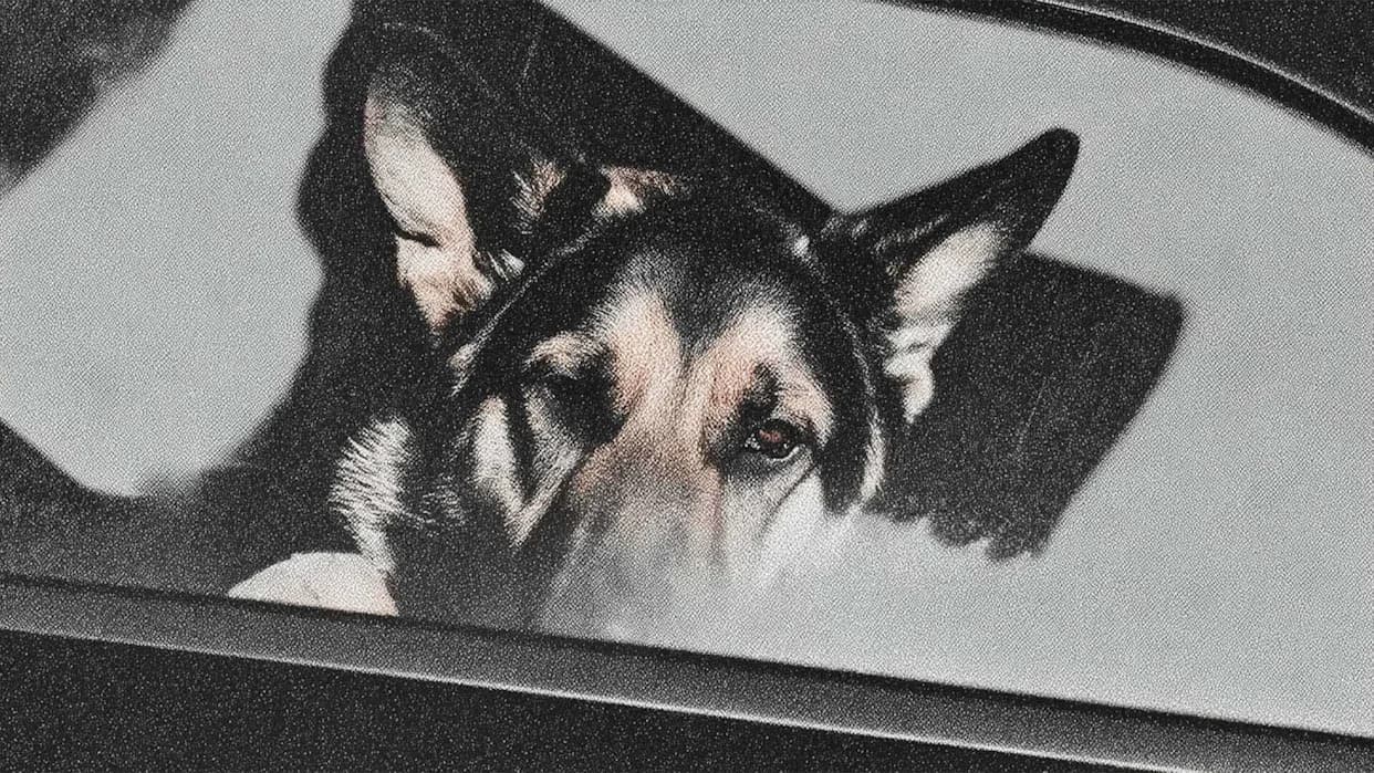 No Charges After Hawaii Police K-9 Dies In Patrol Car; Department to Add Heat Sensors and Smart Collars