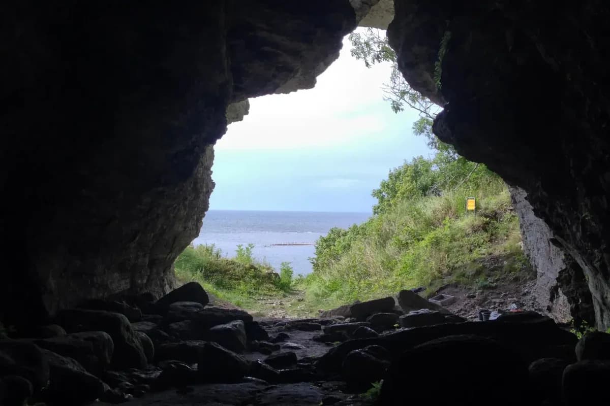 Humans May Have Cared for Wolves on a Remote Baltic Island 3,000–5,000 Years Ago, Study Finds