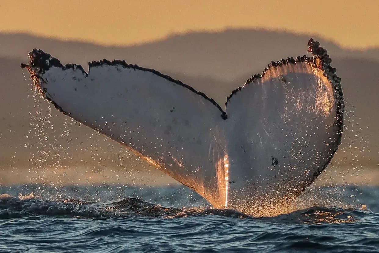 Camera Tags Capture First Underwater Footage Of Humpback Calves Nursing In Australian Waters