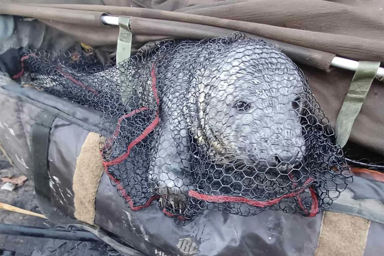 Boxing Day Surprise: Fisherman Nets Underweight Seal Pup After Both Chase Same Fish on Norfolk River