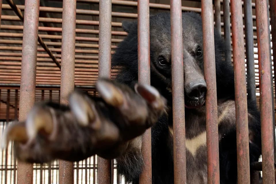 South Korea Bans Bear-Bile Farming: Breeding, Ownership and Extraction Prohibited from Jan. 1