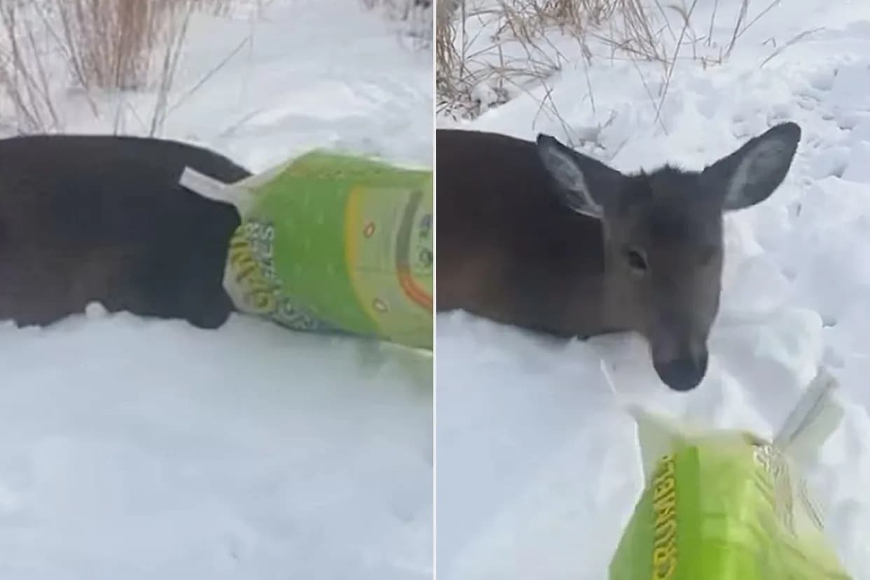 Deer With Plastic Bag Over Its Head Mistaken for 'Masked Suspect' in New York
