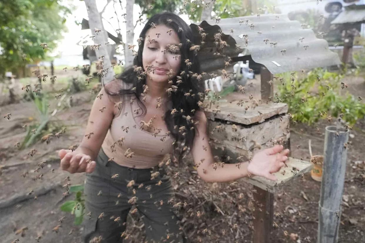 Peru Grants Unprecedented Legal Protections to Amazon Stingless Bees After Research Highlights Medicinal Honey