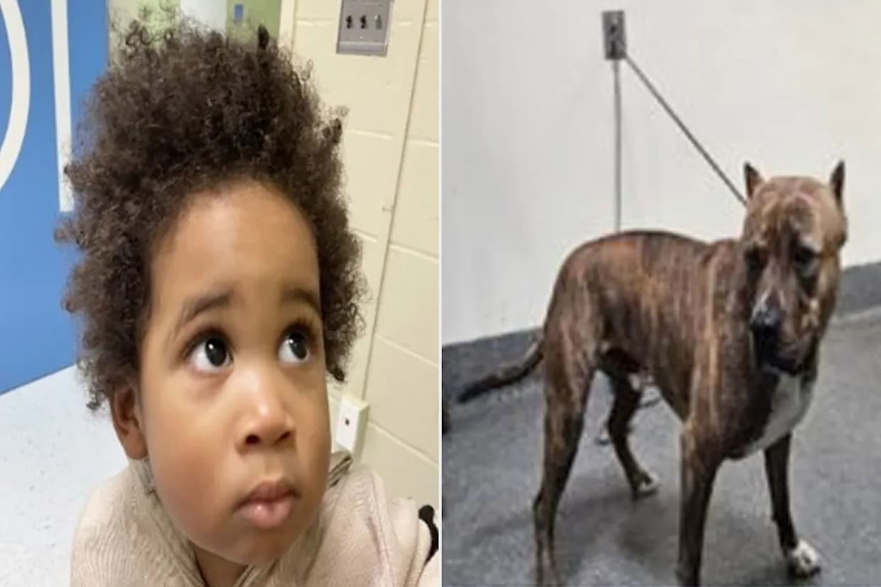 2-Year-Old Boy and Dog Found Alone in Car After Attempted Auto Theft in Los Angeles — Police Seek Family