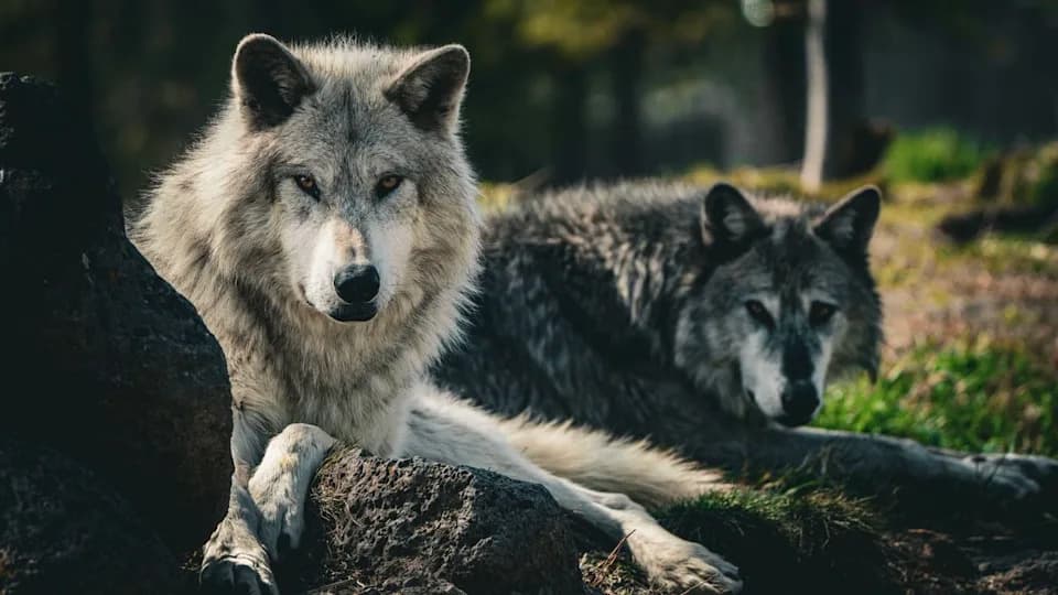 Did Wolves Really Spark Yellowstone’s Ecological Revival? The Debate Over the 'Trophic Cascade'