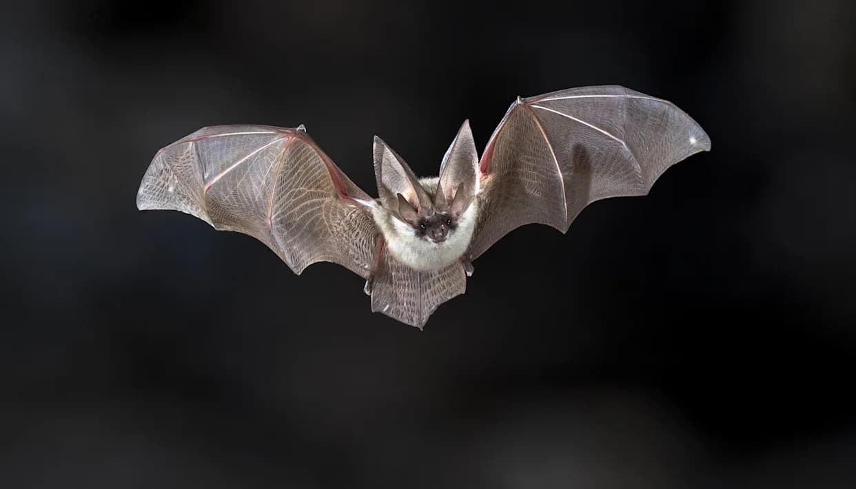 Scientists Find Six Common North American Bats Glow Under UV Light — What It Could Mean