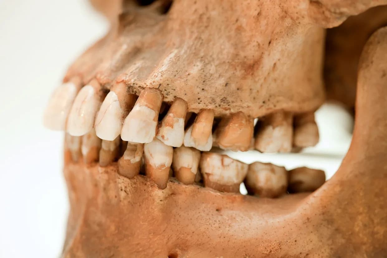 Analysis of 583 Ancient Teeth at Dmanisi Rewrites Early Human Migration Story