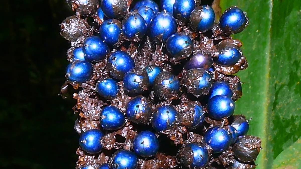 The 'Blue Marble' Berry Isn't Pigmented Blue — It's a Living Optical Illusion