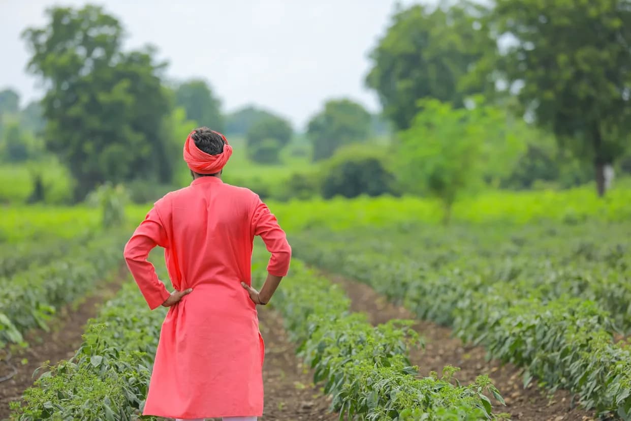 Karnataka Pepper Growers Face Heavy Losses After Months of Relentless Rains; Poor 2026 Harvest Expected