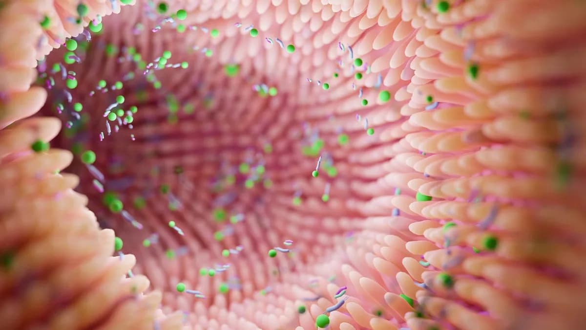 Gut Microbes Alter Brain Wiring and Drive Bipolar-Like Depression in Mice, Study Finds