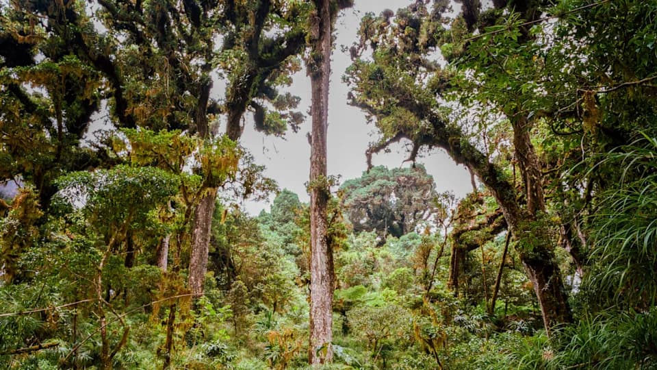 Panama's Rainforest Trees Grow Deeper Roots to Survive Drought — But It May Not Be Enough