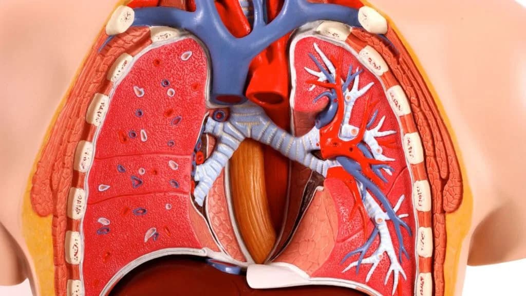 First Breathing 'Lung-on-Chip' Made From One Person’s Cells Promises Personalized TB Research