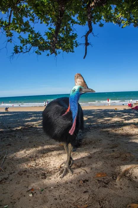 Are Cassowaries Really the World’s Most Dangerous Bird? Separating Fact from Fear