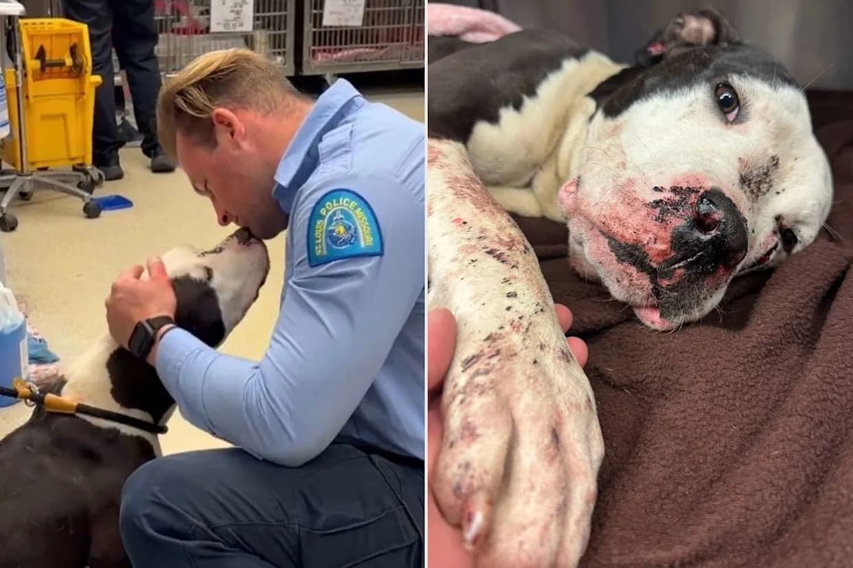 St. Louis Rescue Cares For Wallace — Stray Dog Shot Four Times Now Recovering