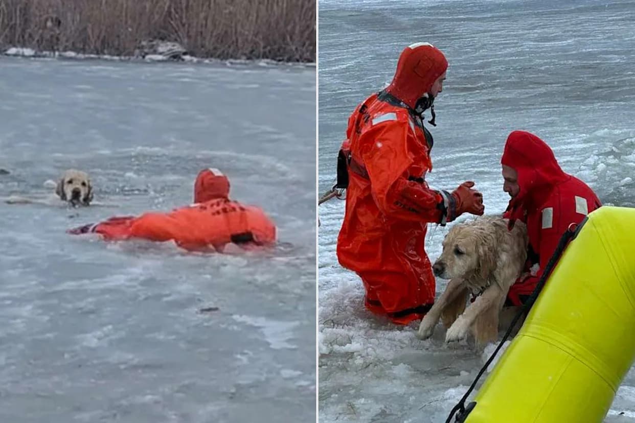 Rhode Island Firefighters Brave Icy Waters to Rescue Dog Who Fell Through Pond Ice