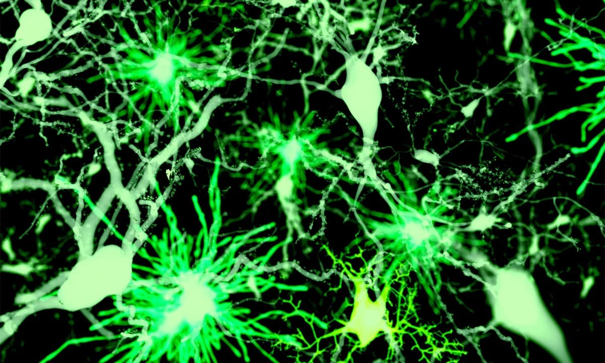 New Glutamate Sensors Reveal the Brain’s Incoming Signals in Real Time