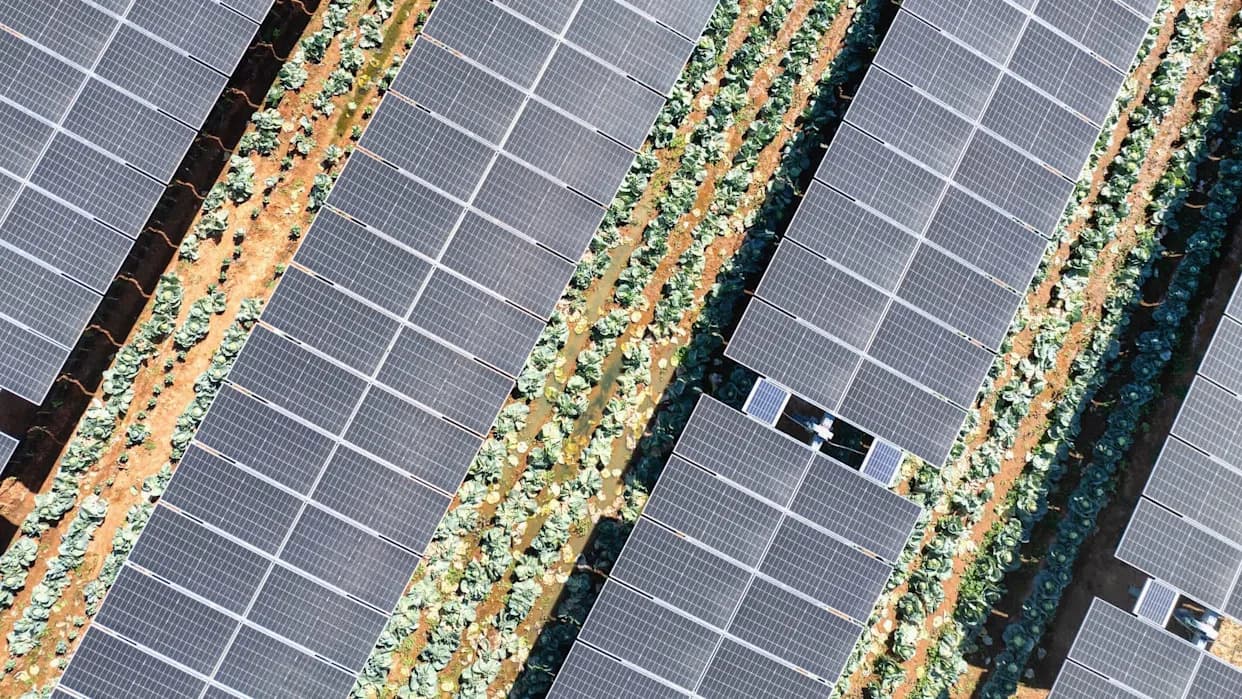 Triticum: Germany’s Largest Agrivoltaic Farm to Pair Sun-Tracking Solar Panels With Wheat