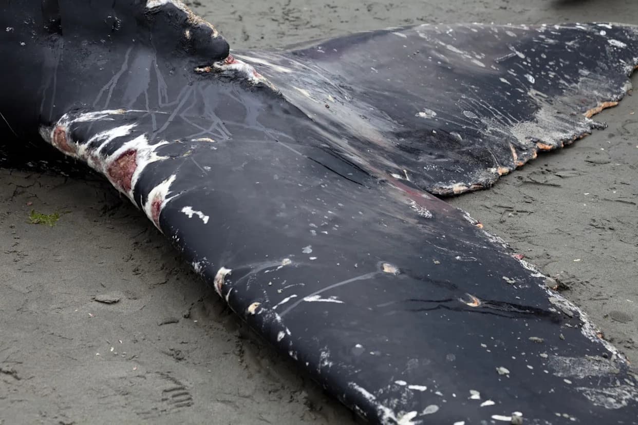 Sperm Whale That Washed Ashore In Kauai Likely Killed By Ingested Plastic, Scientists Say