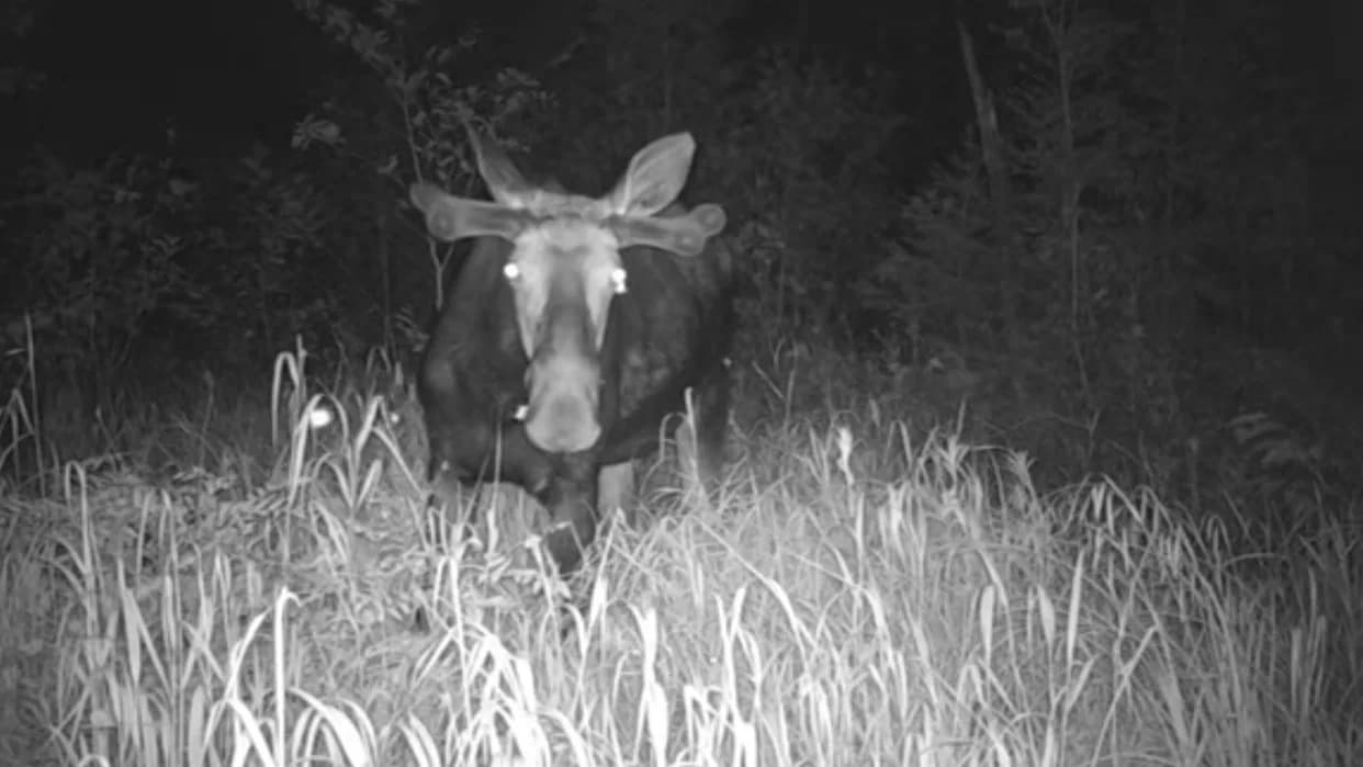 Rare 'Tear‑Eating' Moths Spotted Feeding on a Moose in Vermont — First Regional Record
