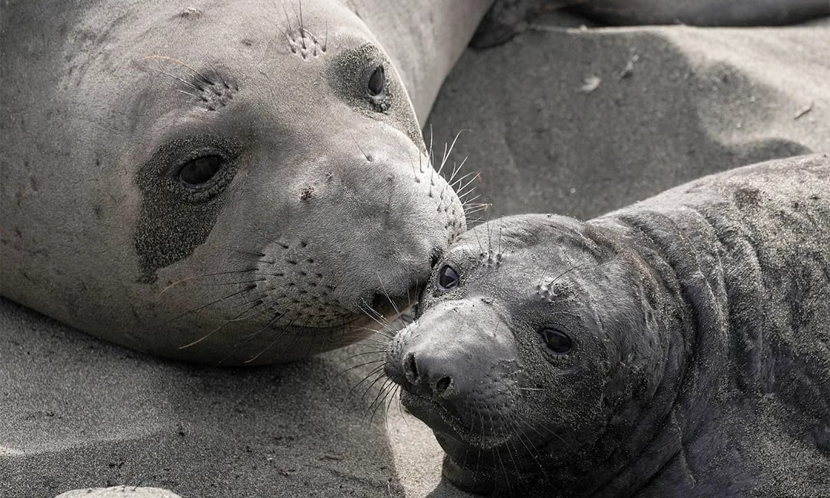 Elephant Seals Return Home With Remarkable Precision — Most Pup Near Their Natal Beach