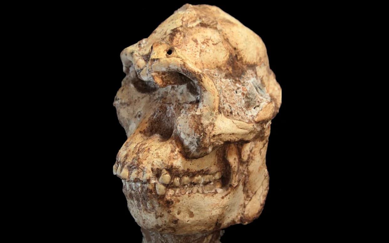 Rethinking 'Little Foot': New Analysis Suggests 3‑Million‑Year‑Old Skull May Not Match Known Australopithecus Species