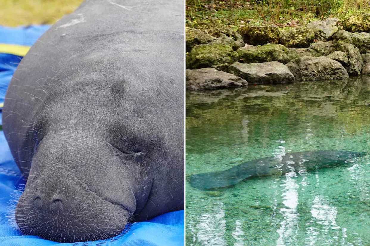 ZooTampa Sets Record: 26 Rehabilitated Manatees Released Into Florida Waters in 2025