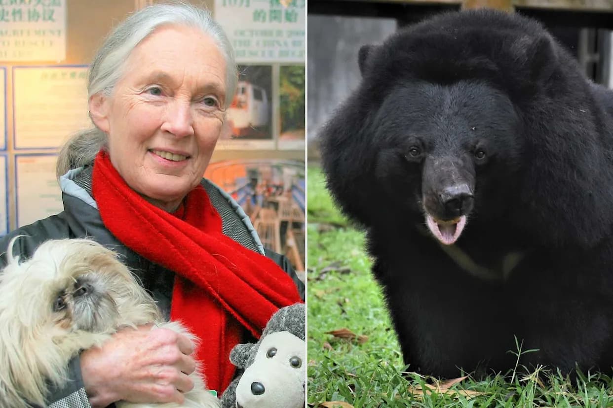 Jane Goodall Became Guardian Of 'Robinson,' A Moon Bear Rescued From Vietnam's Bile Farms