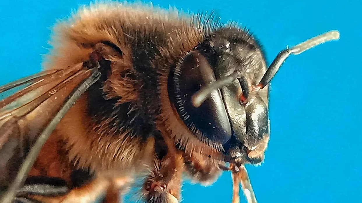 Bees Don’t Just Sting — How Honeybee Hives Mummify Mouse Intruders