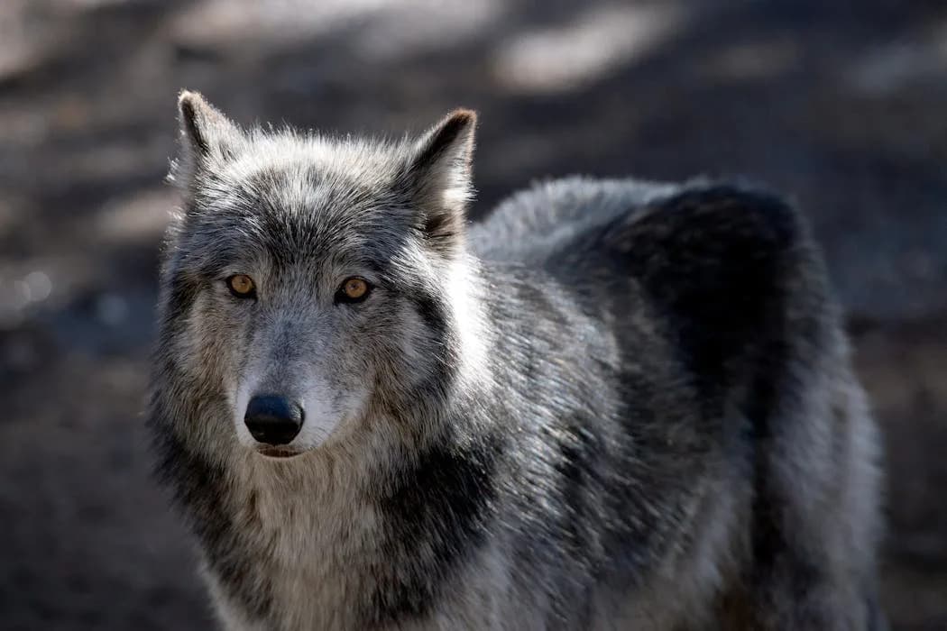 Most Americans Like Wolves — Political Reminders Polarize Opinions, Study Finds
