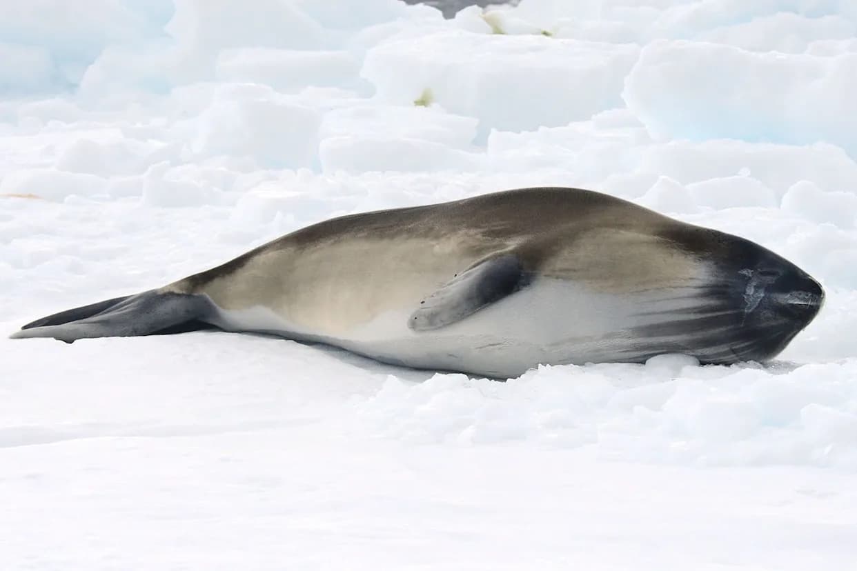 Photographer Justin Hofman Captures What May Be the First Underwater Photos of the Elusive Ross Seal