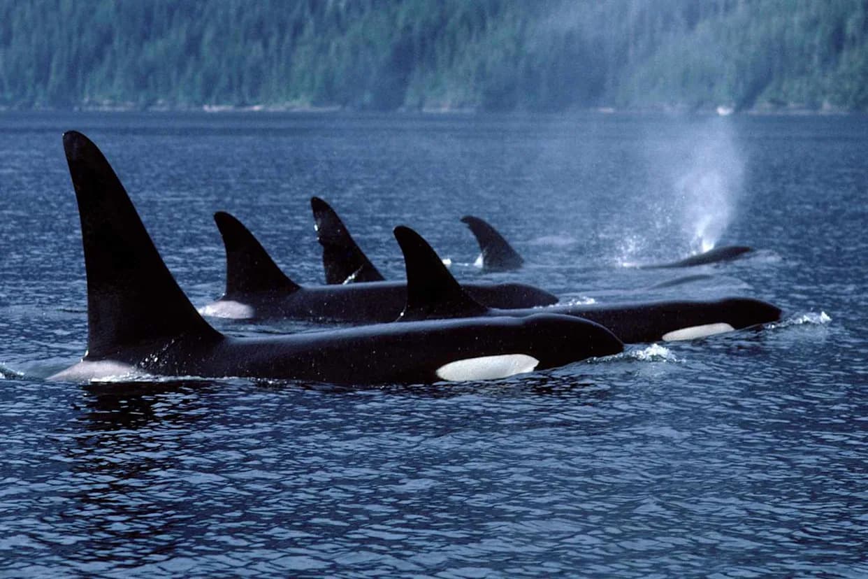 Rare 'Beach Rubbing': Northern Resident Orcas Rub Bellies on British Columbia Pebble Beaches