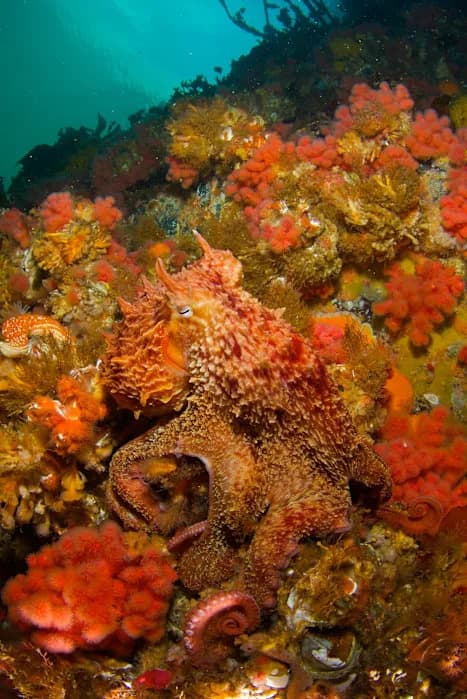From Octopus Skin to Smart Camouflage: How Cephalopod Biology Inspires Near-Invisibility