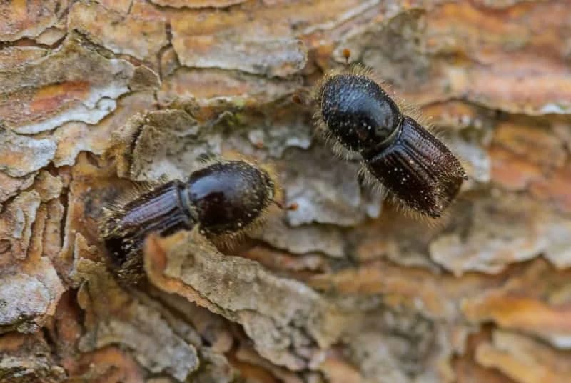 How Bark Beetles Turn Spruce Defences Against Them — And How a Fungus Might Stop Them