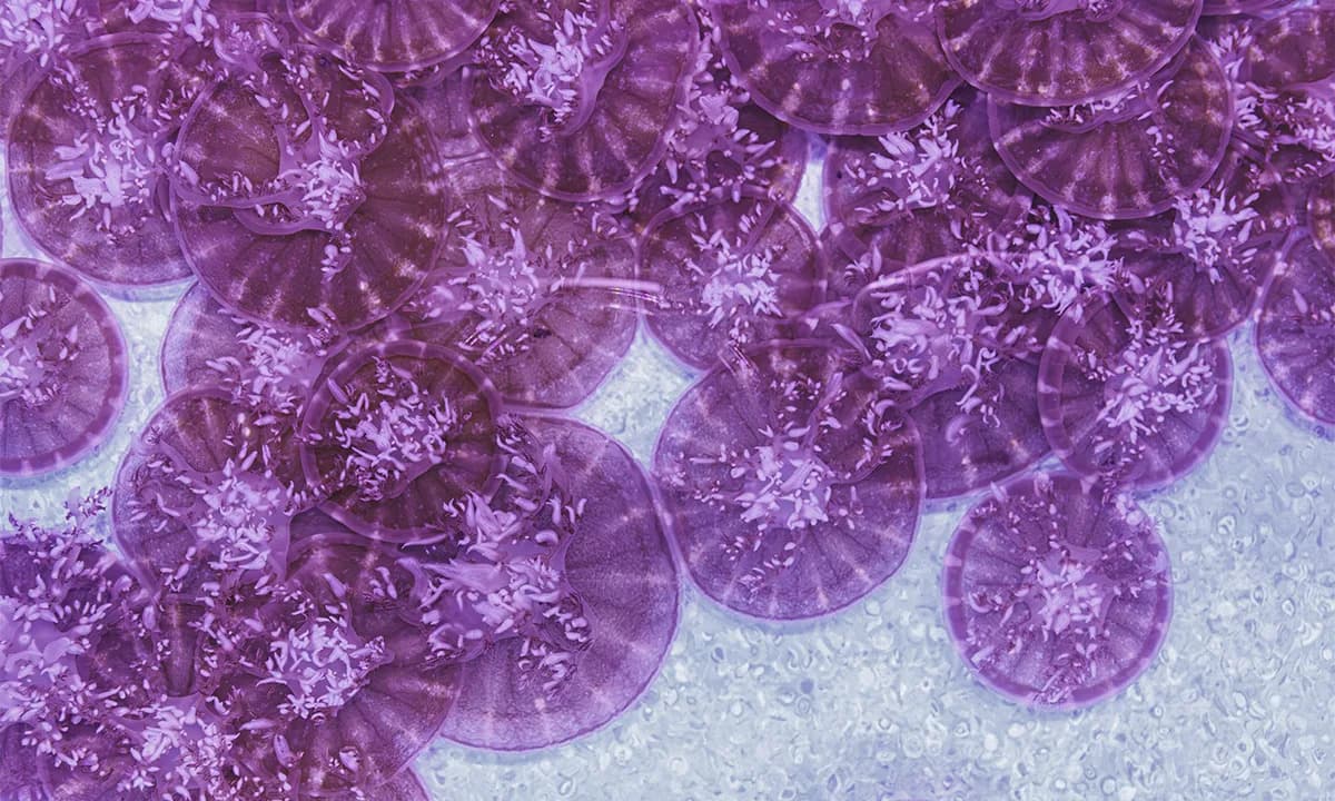 How Ancient Jellyfish and Anemones Reveal Sleep’s Deep Evolutionary Purpose