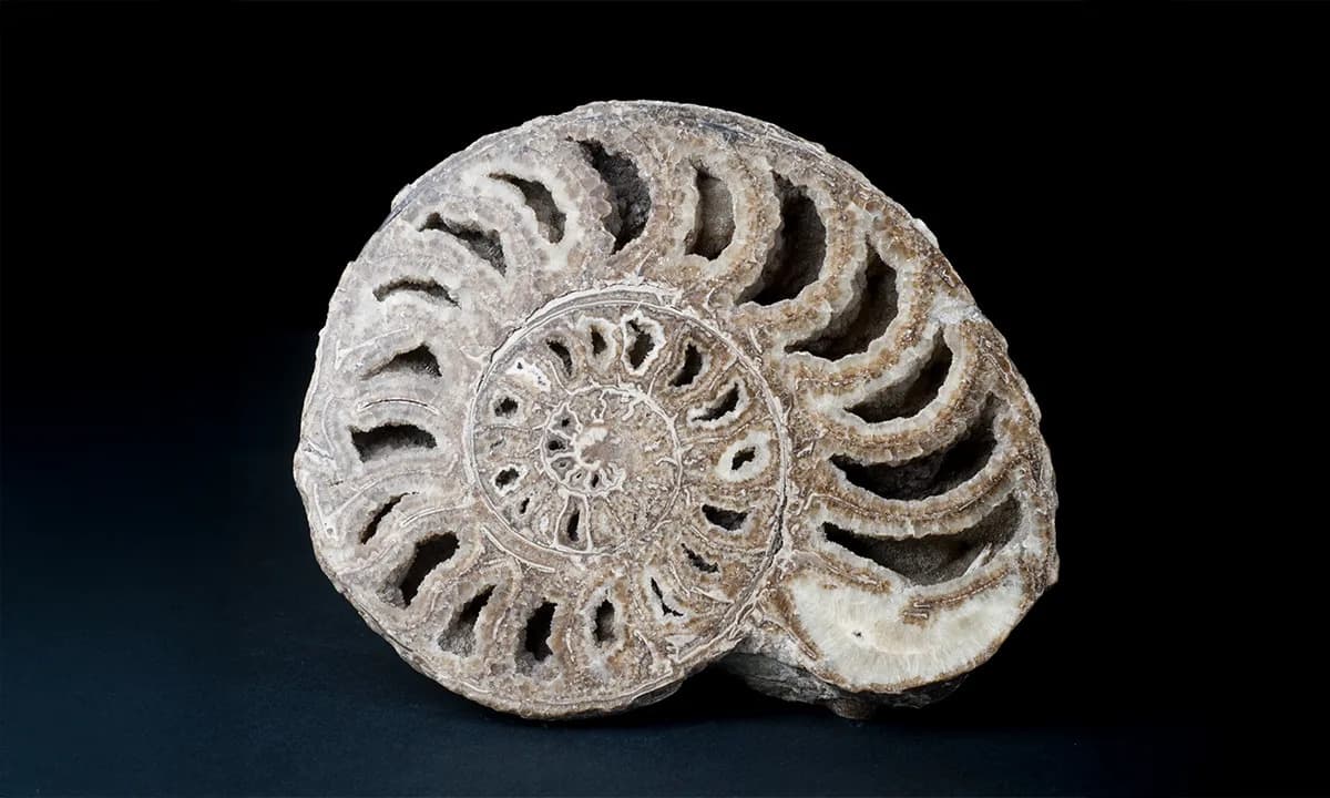 Spiral-Shelled Ammonites May Have Survived the Asteroid That Killed the Dinosaurs