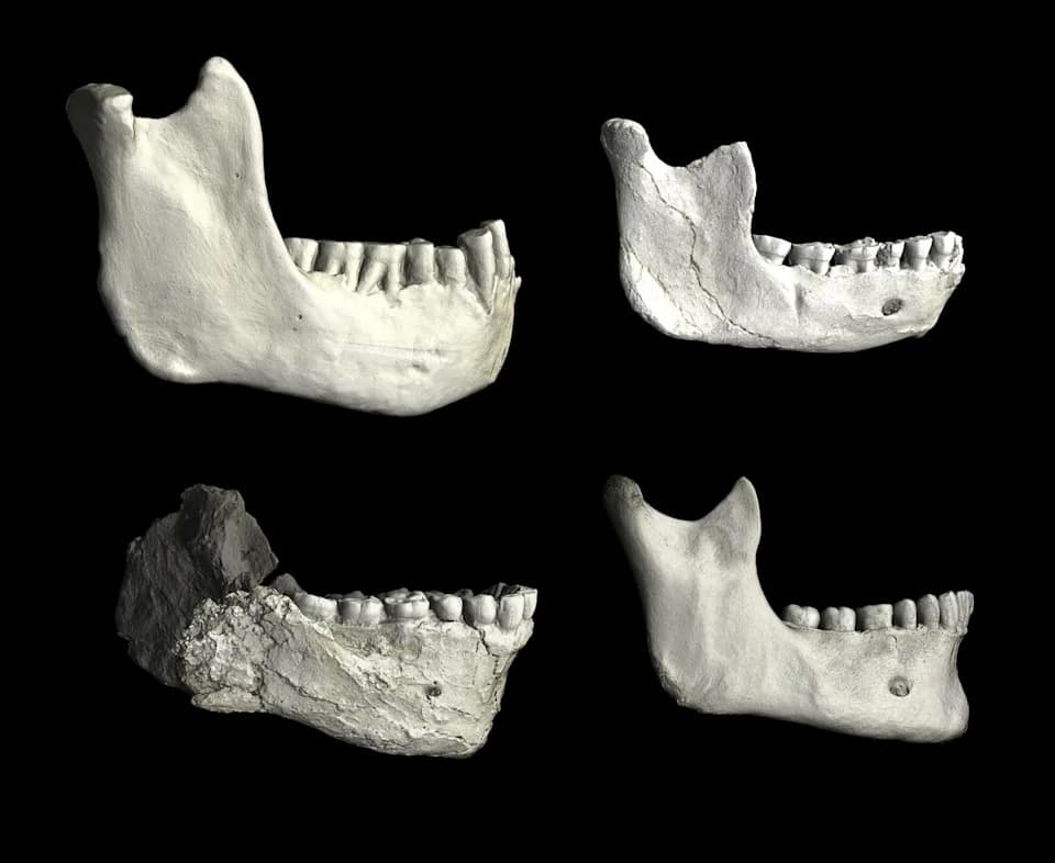 Moroccan Fossils Dated to 773,000 Years May Reveal Last Common Ancestors of Modern Humans, Neandertals and Denisovans