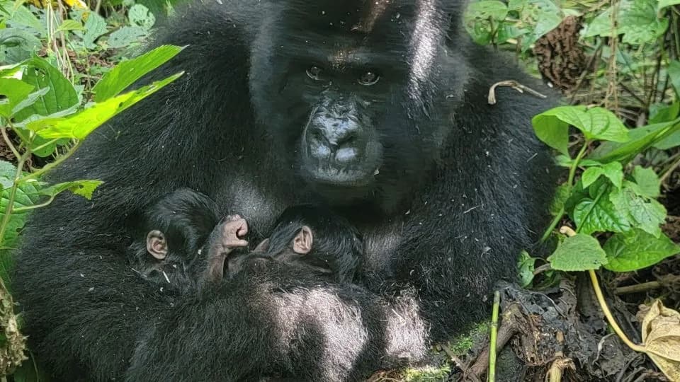 Rare Twin Birth in Virunga: Mountain Gorilla Mafuko Welcomes Two Male Infants