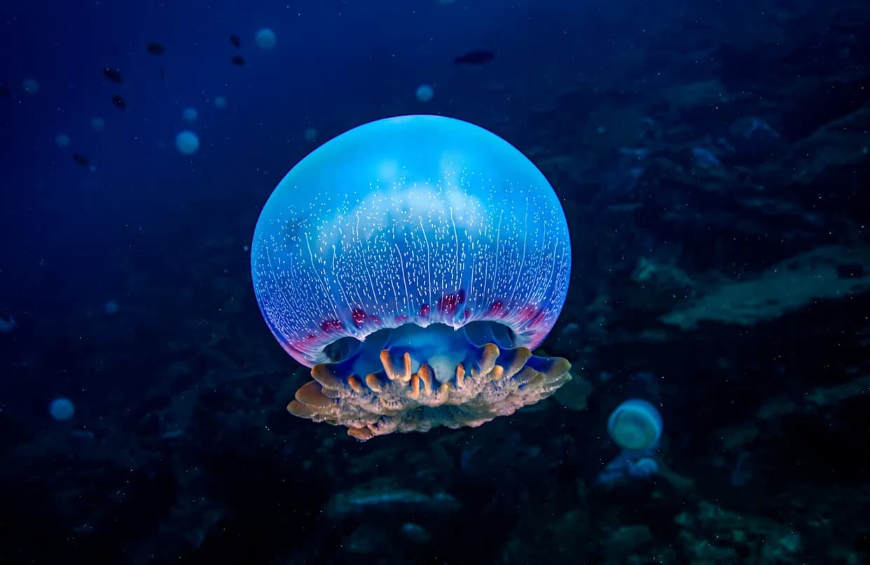 Jellyfish and Sea Anemones Sleep Like Humans — A Clue to Sleep’s Deep Evolutionary Roots