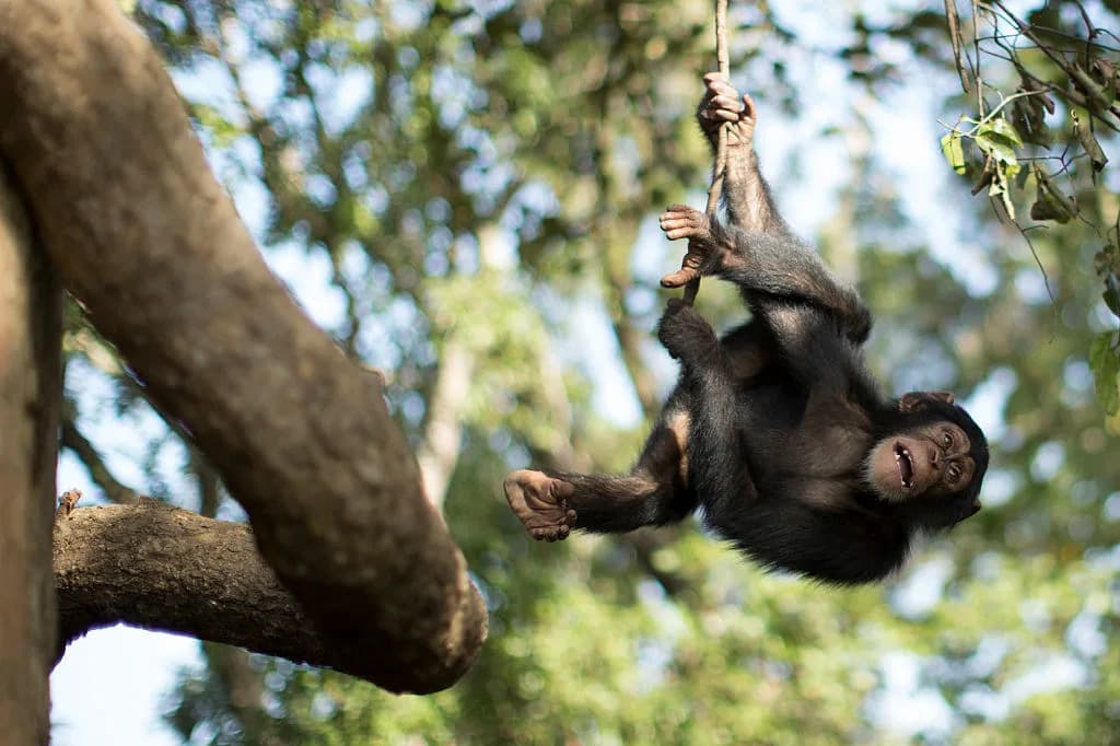 Chimp Infants Take the Biggest Physical Risks — Long Before Human Teens Do