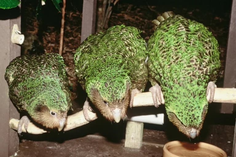 Kakapo Breeding Resumes in New Zealand After Four-Year Hiatus — Conservationists Hope for Record Hatch