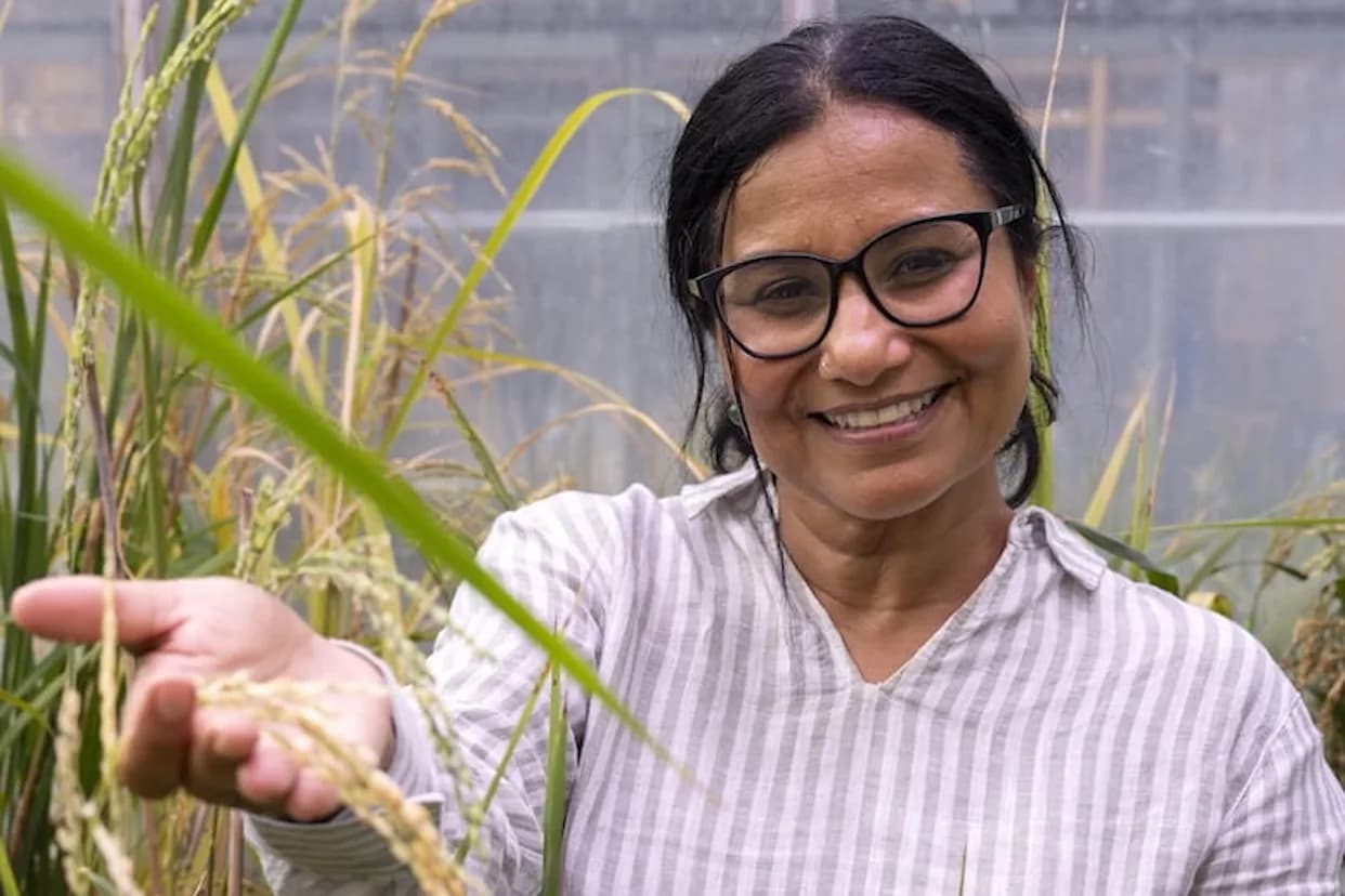 New Rice Regulator 'HYR' Boosts Yield and Protects Grain Quality Under Heat and Drought