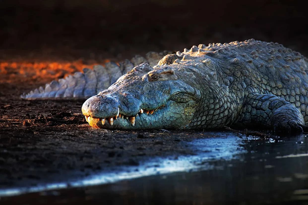 Before Great Whites Dominated, This 30-Foot Crocodile Ruled the Seas