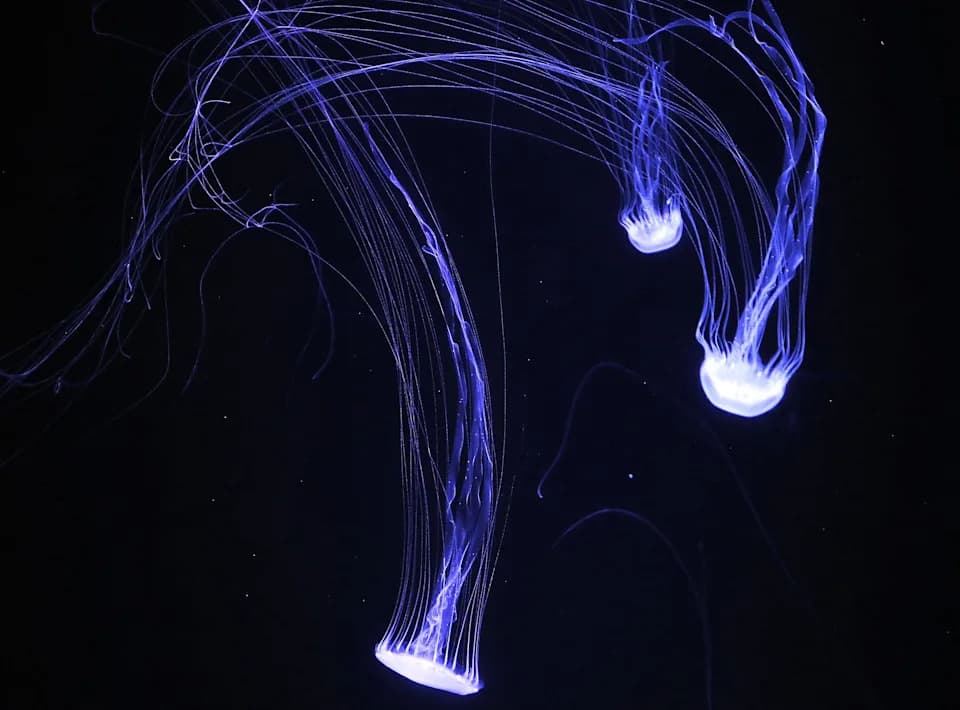 Sleep May Repair Neural DNA — Jellyfish Share This Trait With Humans