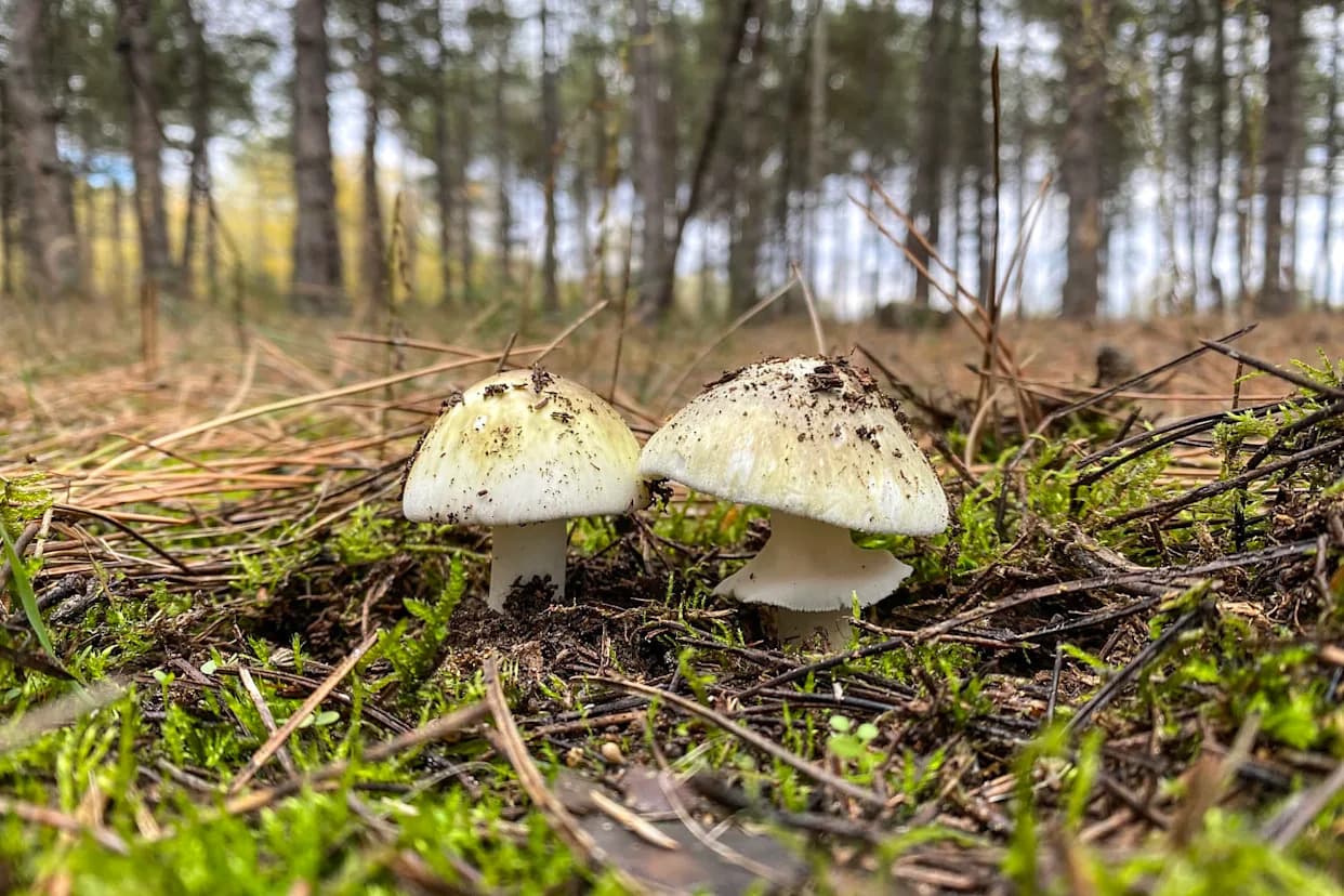 Third Death in California Linked to 'Death Cap' Mushrooms as Foraging Poisonings Surge